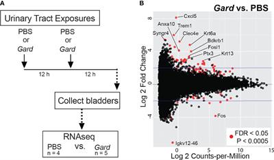 Gardnerella Exposures Alter Bladder Gene Expression and Augment Uropathogenic Escherichia coli Urinary Tract Infection in Mice